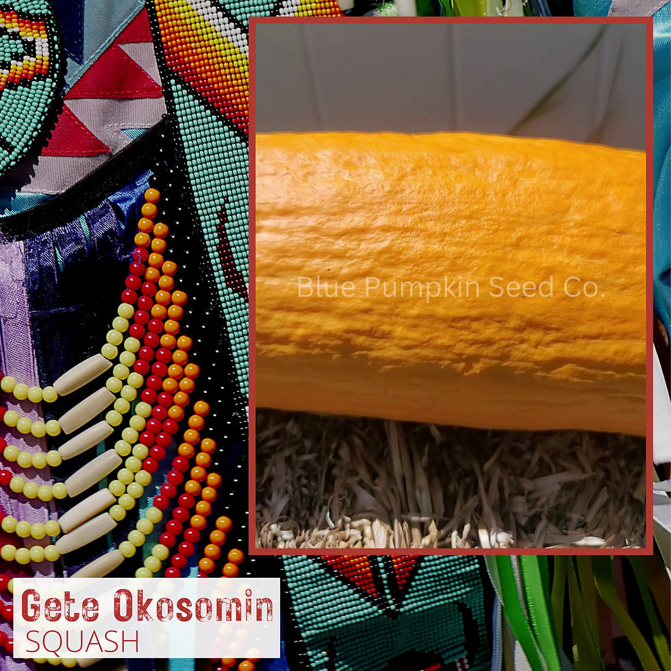 Thumbnail: Gete Okosomin Squash seeds