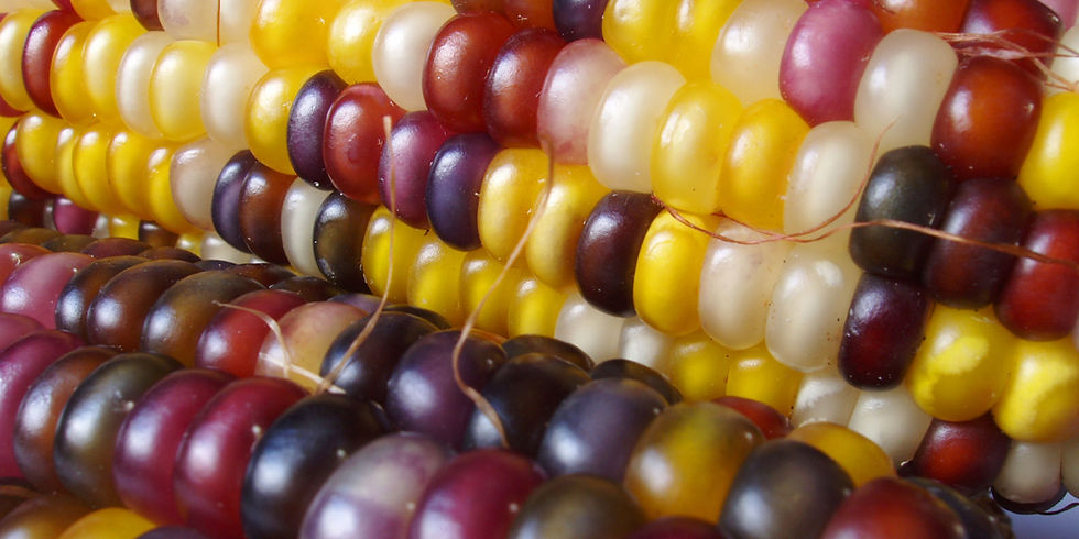 Miniatura: Fiesta Corn cob.