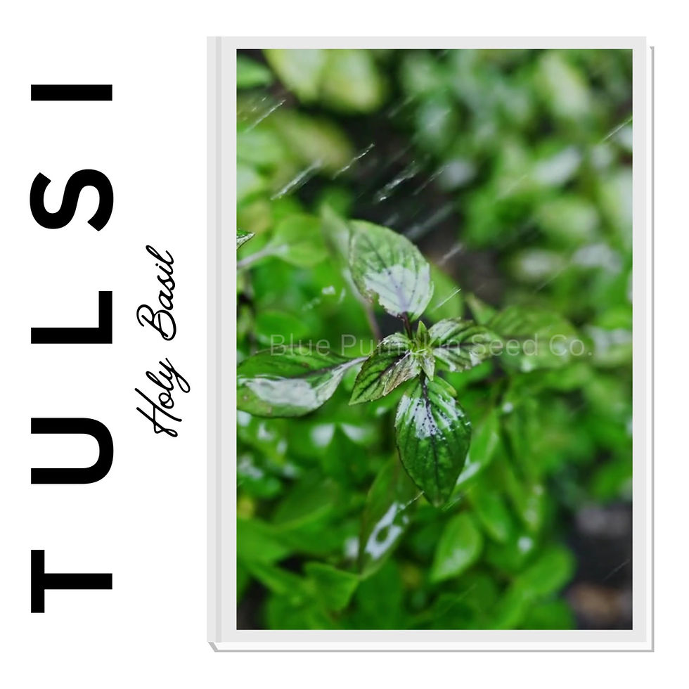 Miniatura: Tulsi holy basil seeds video.