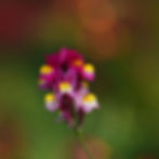 A Wine-Bicolor snapdragon growing in the garden .