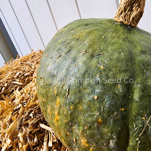 Tokyo Blue pumpkin seeds | Blue Pumpkin Seed Co