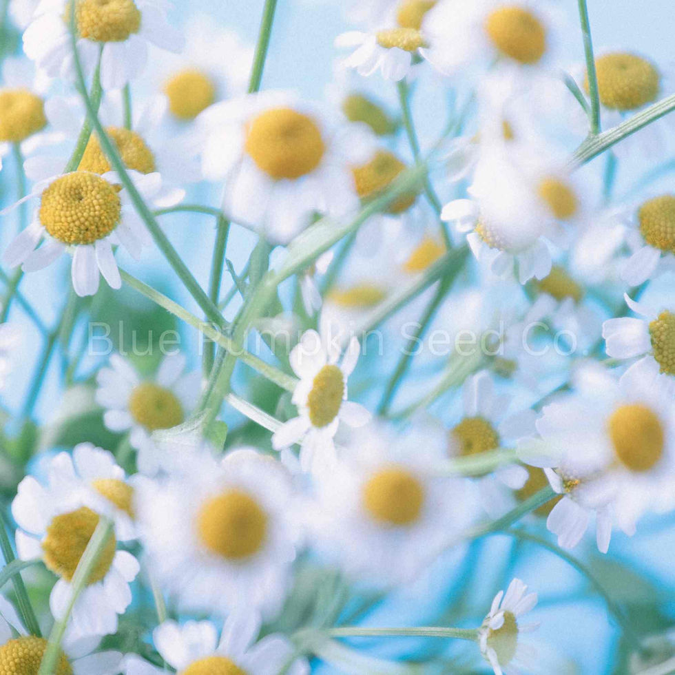 Miniatura: German Chamomile seeds