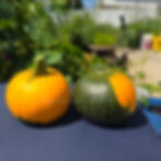 Thumbnail: Two Bat wing f1 pumpkins in the sunshine.