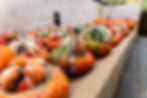 A table full of Turks Turban squash.