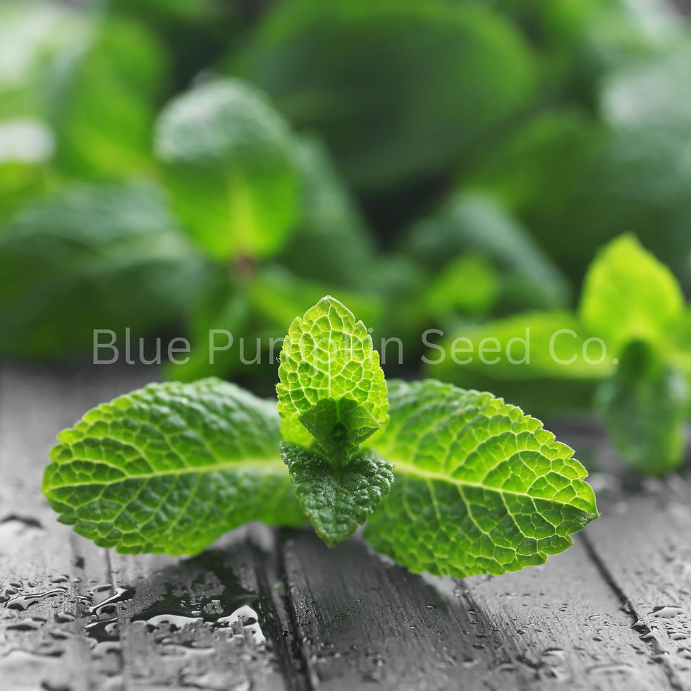 Thumbnail: The sun shining on a sprig of lemon balm.