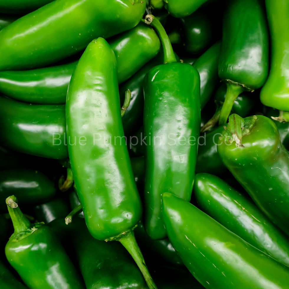Miniatura: A mound of green Jalapeños.