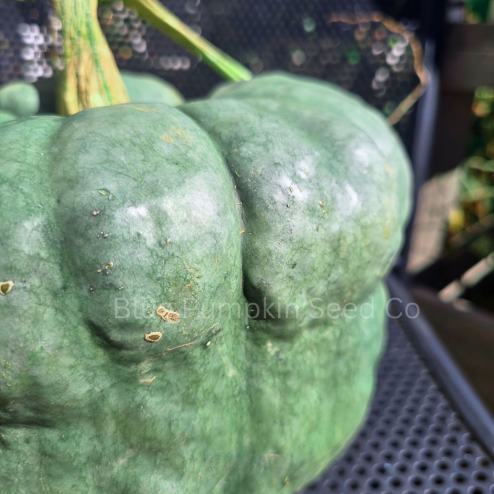 Thumbnail: A Queensland Blue Pumpkin we grew in our garden.