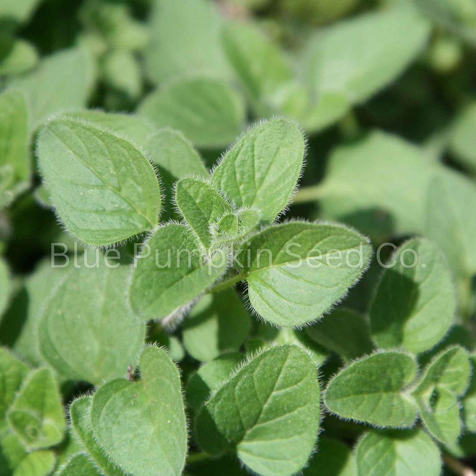 Miniatura: Greek Oregano growing in a garden.