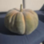 An odette pumpkin we grew in our garden.