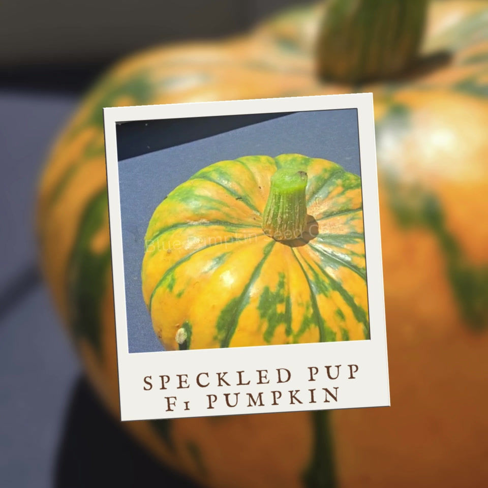 Miniatura: A small Speckled Pup pumpkin.