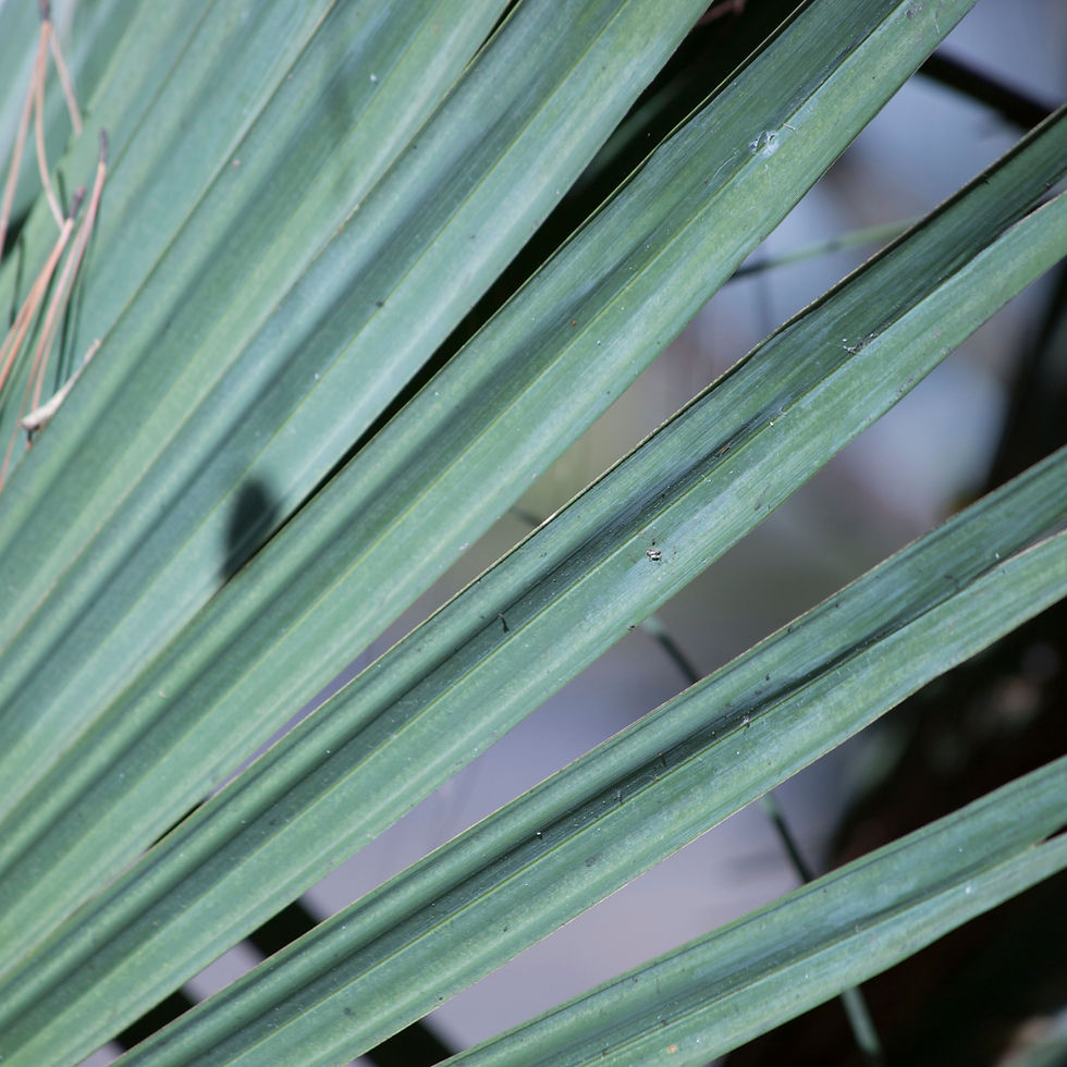 A silver saw palmetto shrub.