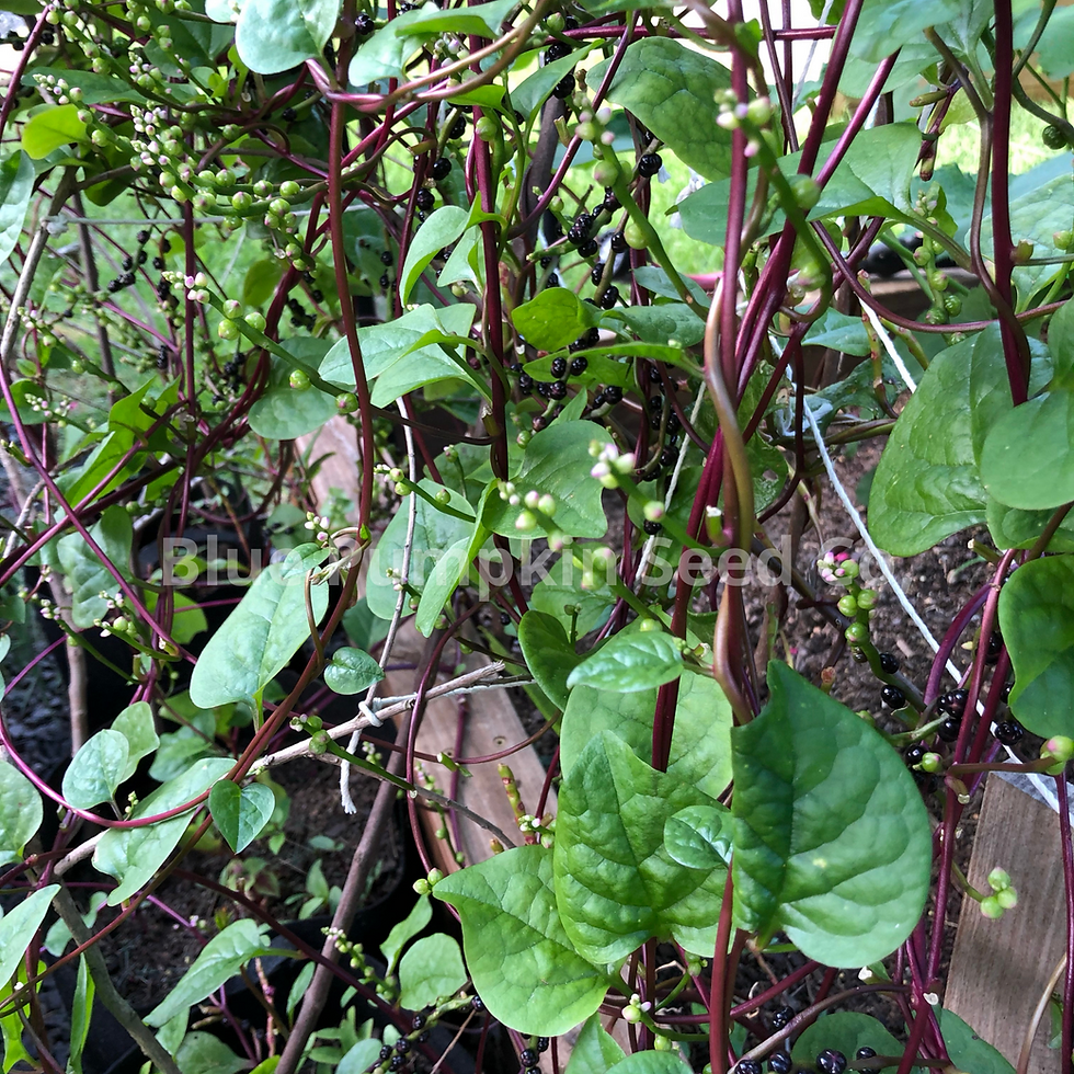 Miniatura: Malabar spinach vines