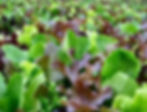 A mix of red and green lettuces.