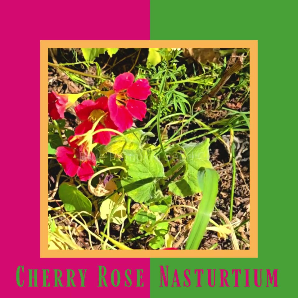 A few Cherry rose nasturtium flowers growing in a garden.