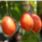 Tamarilloshanging from the tree.