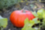 Thumbnail: A Cinderella pumpkin in a pumpkin patch.