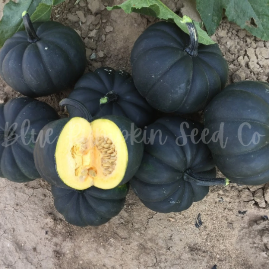 Miniatura: A pile of Midnight pumpkins with one sliced open to show the flesh and seed cavity.