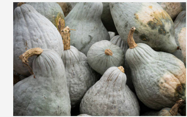 Miniatura: Baby Blue Hubbard Squash seeds: