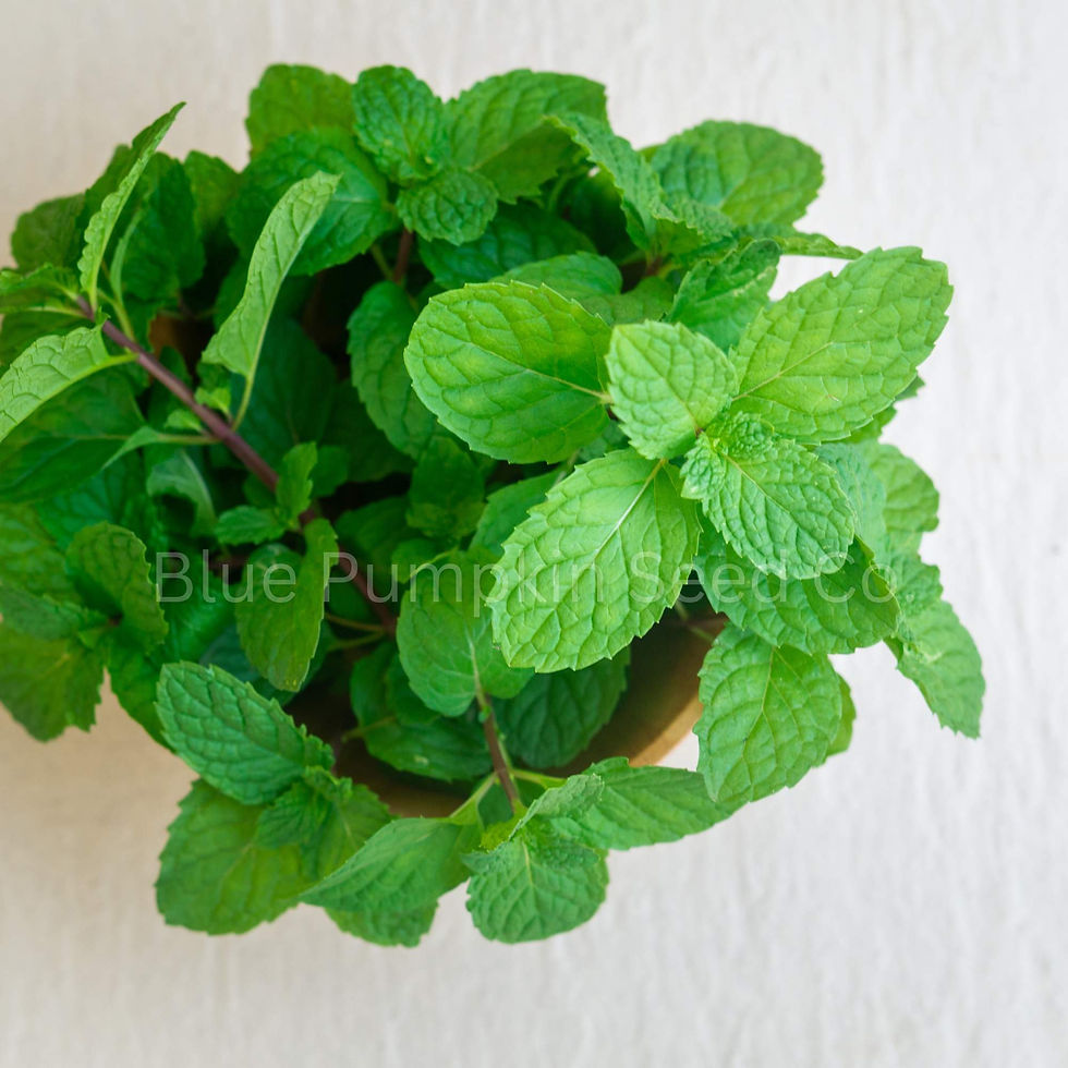 Thumbnail: Peppermint growing in a container.