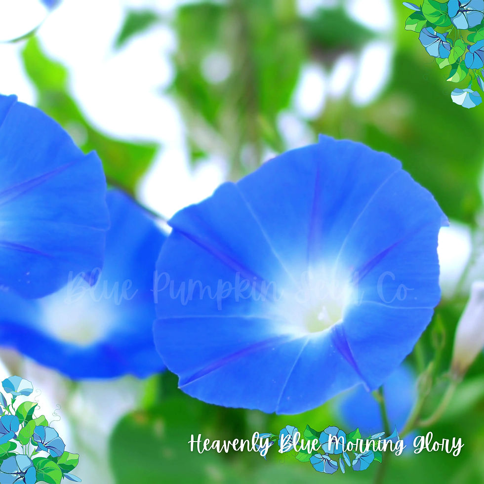Thumbnail: Two bright Heavenly Blue morning glories.