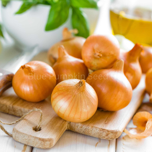 Texas Early Grano Onion Blue Pumpkin Seed Co