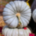 Thumbnail: A close up look at a Blue Eyes F1 pumpkin.
