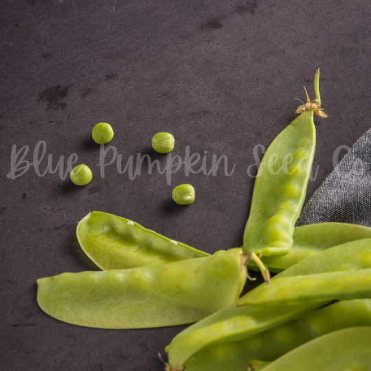 Thumbnail: A dark surface with Oregon Sugar snap peas strewn about.