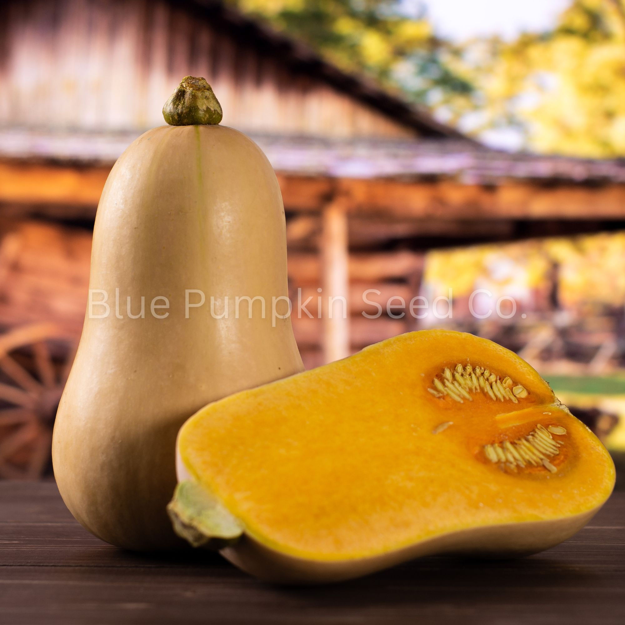 Fresh sliced Waltham Butternut squash.