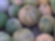 Several La Estrella pumpkins.