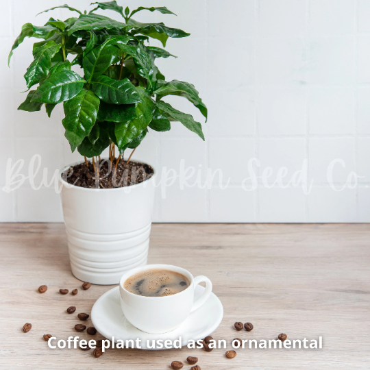 Miniatura: Arabian coffee next to an Arabian coffee plant.