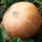 Thumbnail: The bottom of a Mammoth gold pumpkin.
