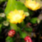 Red Cactus Pear fruit.