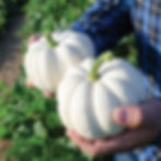 Thumbnail: A couple white Casperita pumpkins.