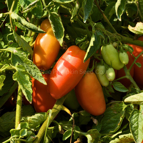 Jersey Devil Tomato seeds | Blue Pumpkin Seed Co