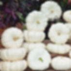 A large display composed of several white Moon Light F1 pumpkins.