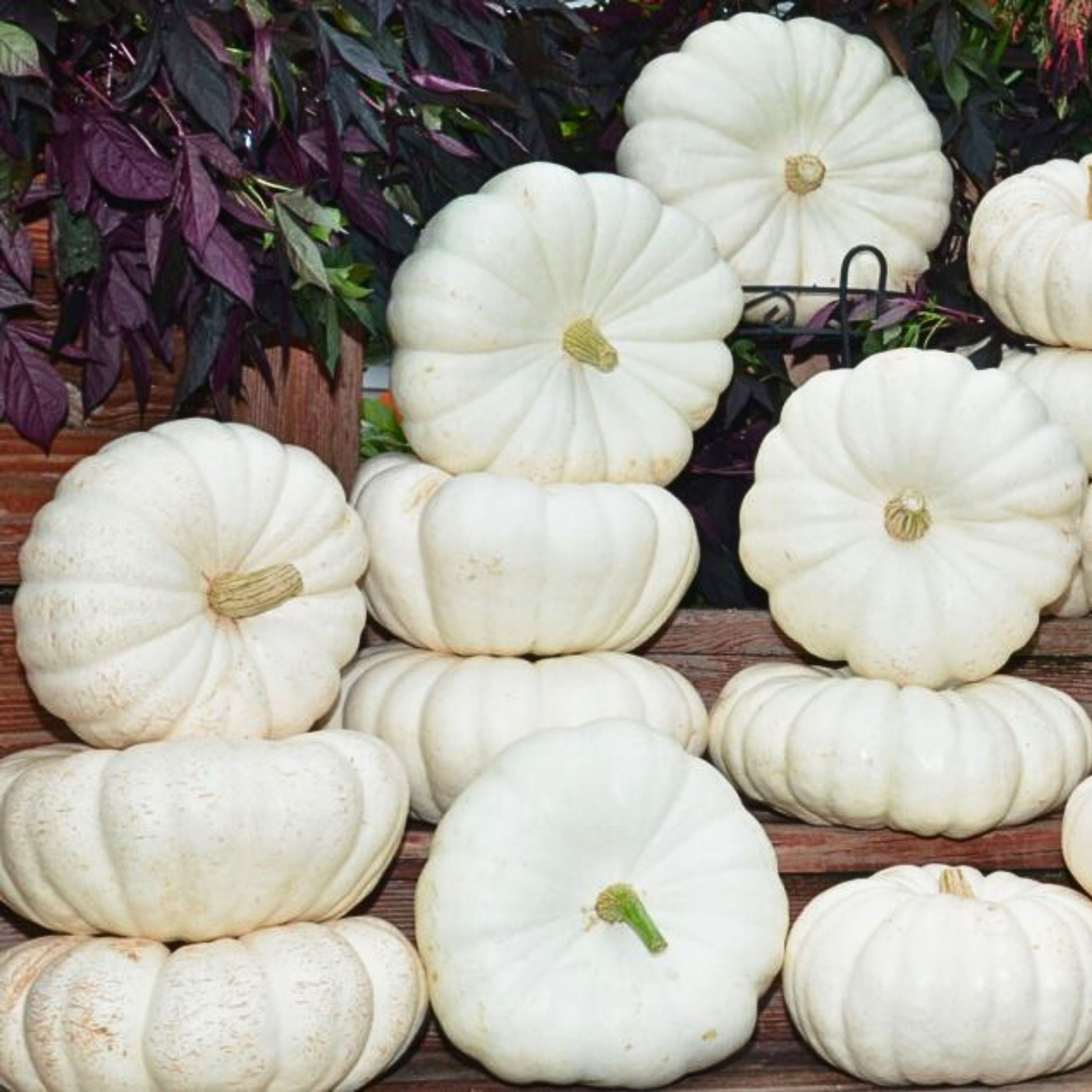 A large display composed of several white Moon Light F1 pumpkins.