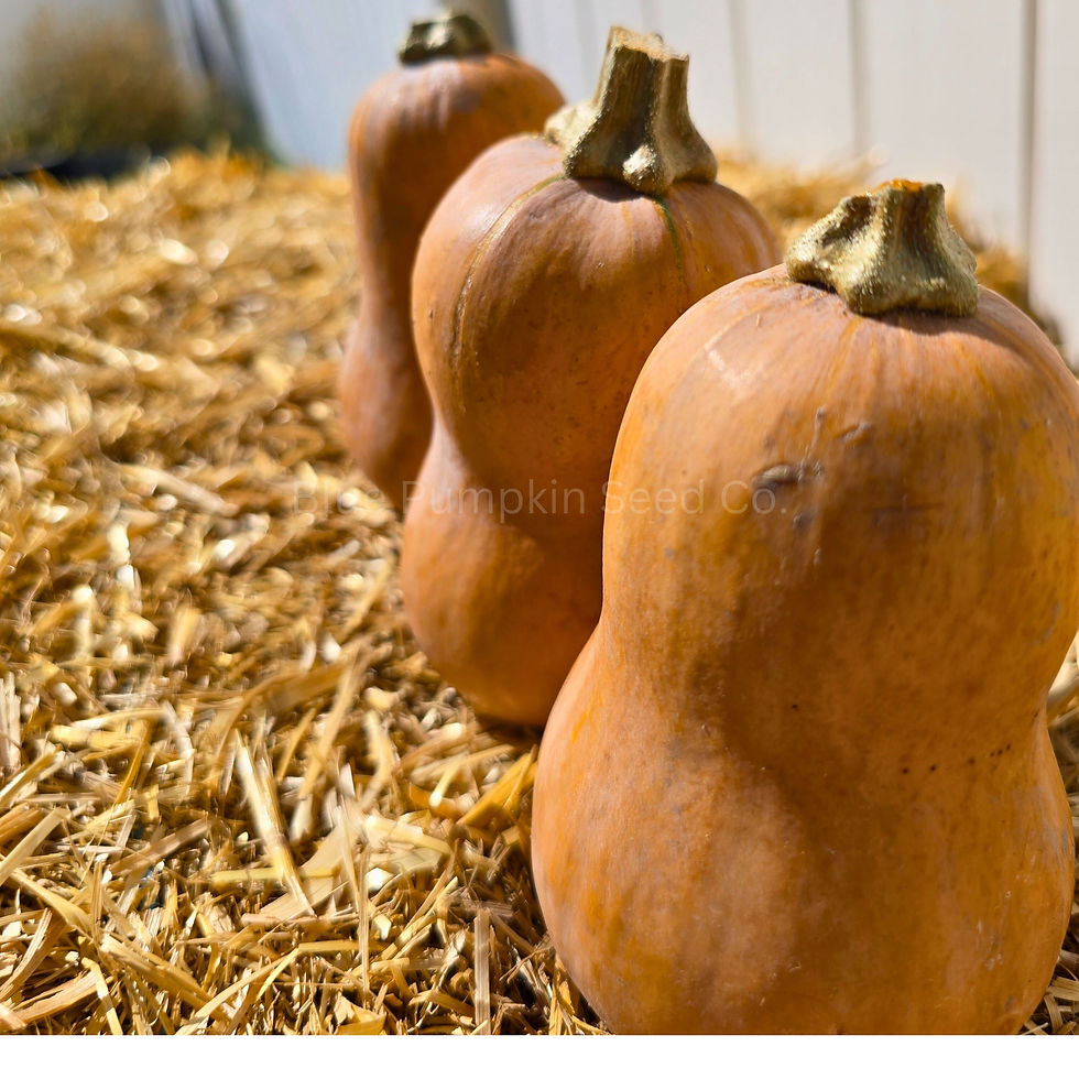 Miniatura: Three Butterscotch Butternut squash lined up on a bail of hay with the sun shining on them.