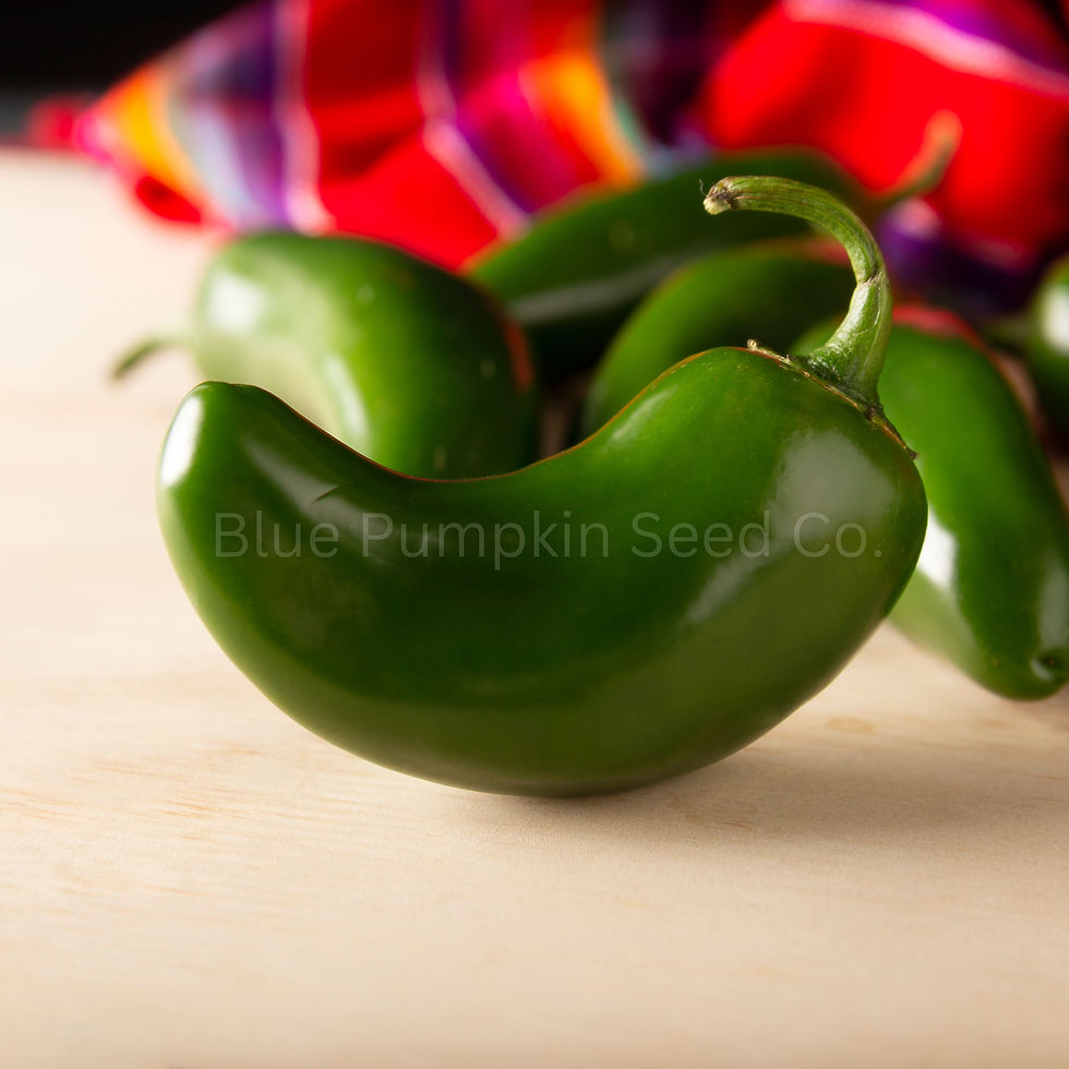 Miniatura: A close up of a Serrano chili.