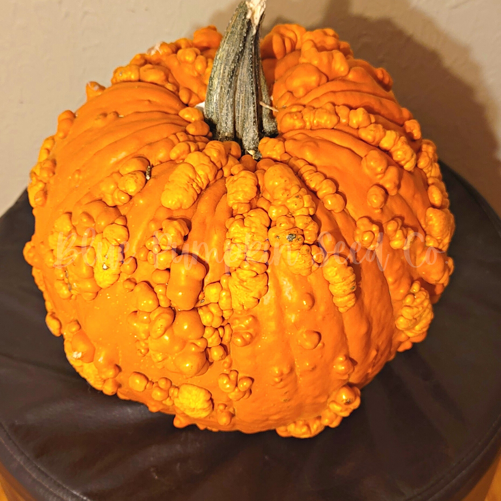 The front view of a Knucklehead pumpkins.