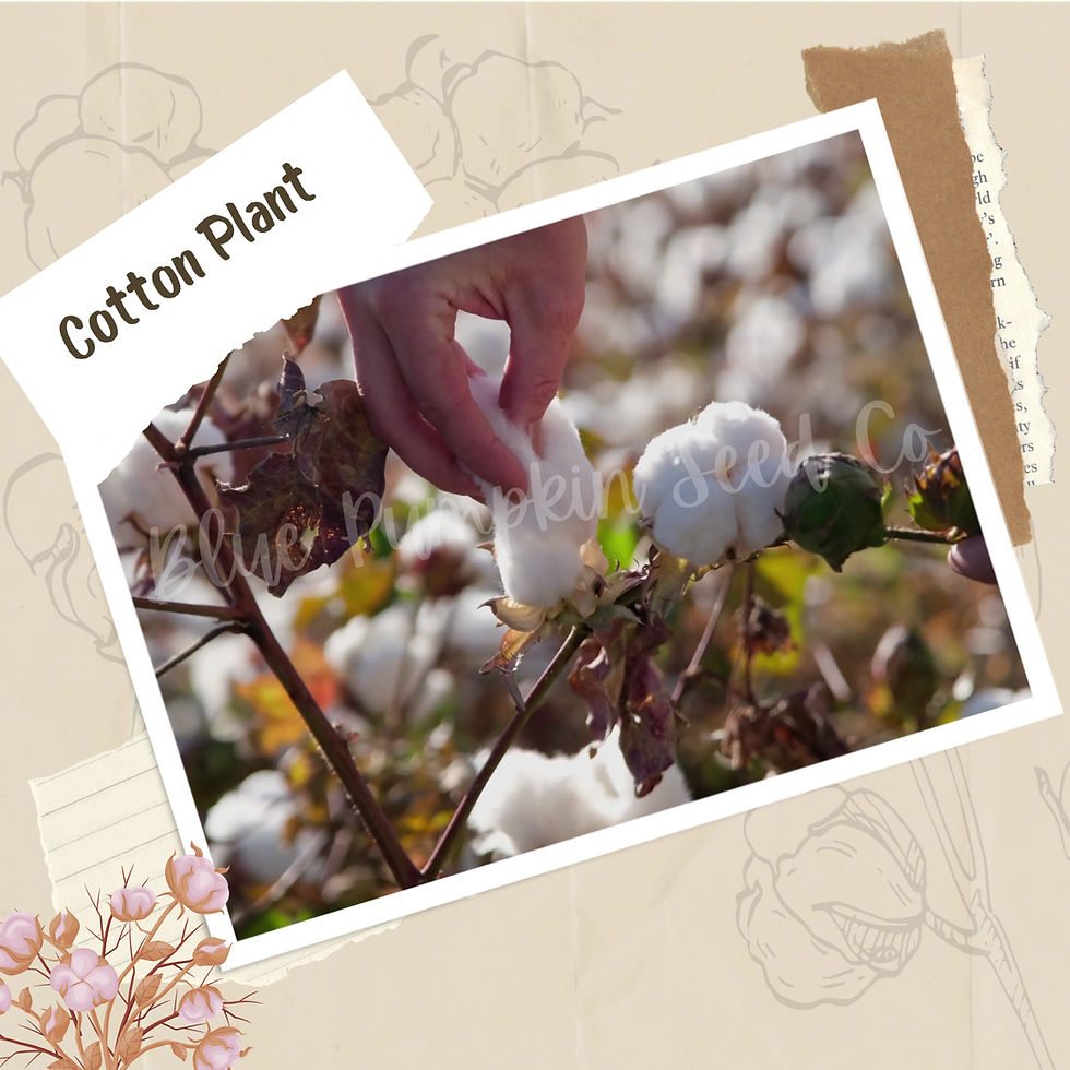 Thumbnail: Cotton seed video.