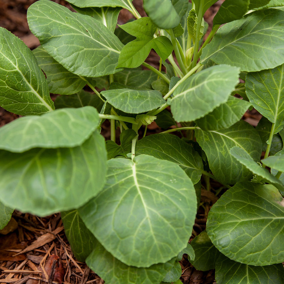 Miniatura: Georgia Southern Collard Collards almost ready to harvest.
