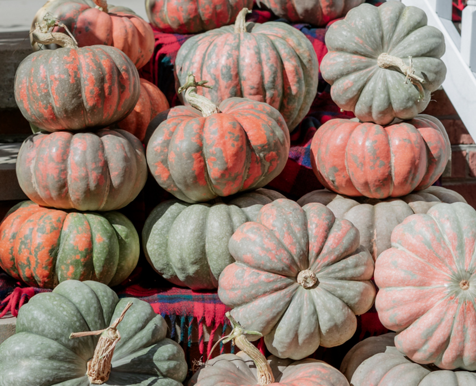 Thumbnail: Starburst F1 Pumpkin seeds (treated)