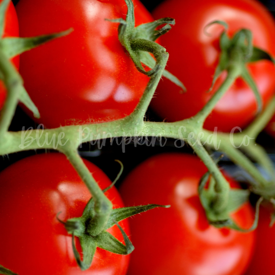 Thumbnail: Close up of sweet million tomatoes.
