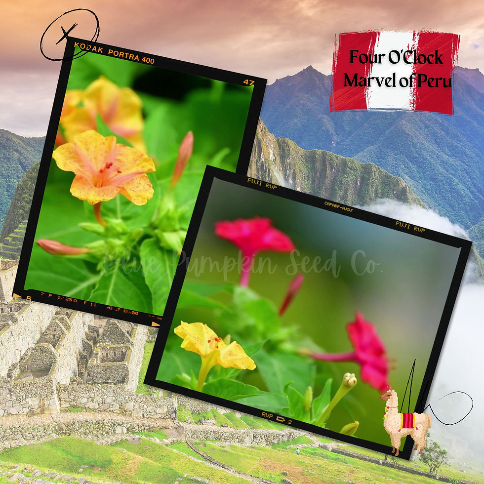 Miniatura: Four C' Clock Marvel of Peru.