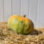 An Ugly Duckling pumpkin on a bail of hay.