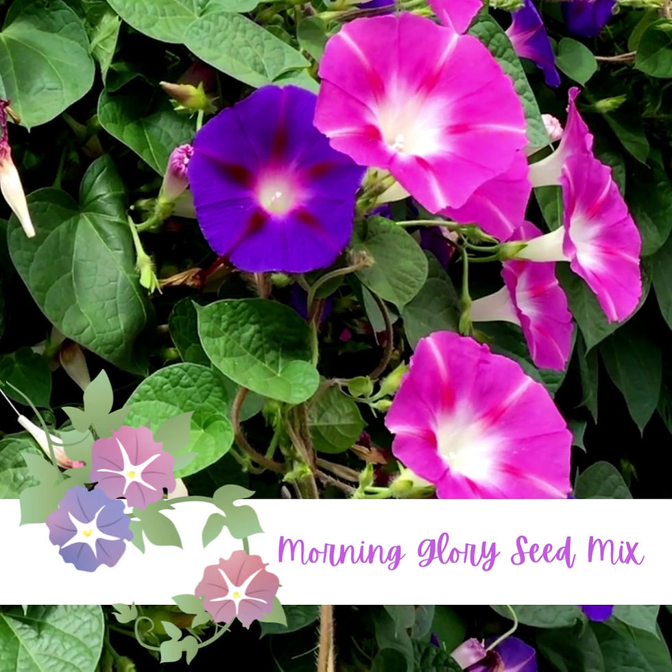 Thumbnail: Morning Glory seed video.