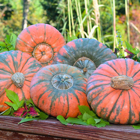 プリン Prism F1 Pumpkin seeds | Blue Pumpkin Seed Co