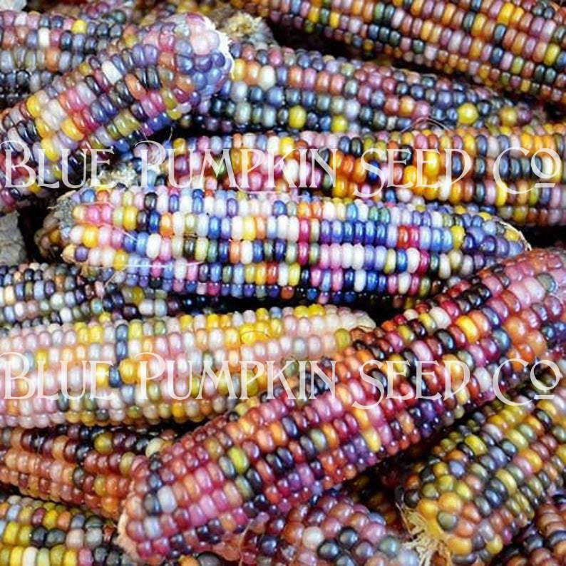 Miniatura: Several cobs of glass gem corn.
