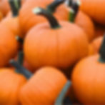 A pile of Field Trip F1 pumpkins.