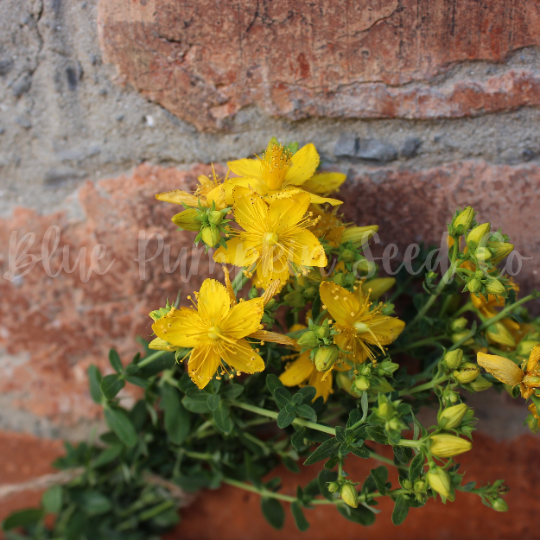 Miniatura: A St. John's wort plant growing against a brick wall